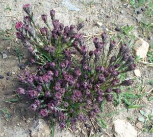 Stellera chamaejasme plant