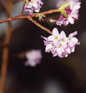 Daphne bholua plant